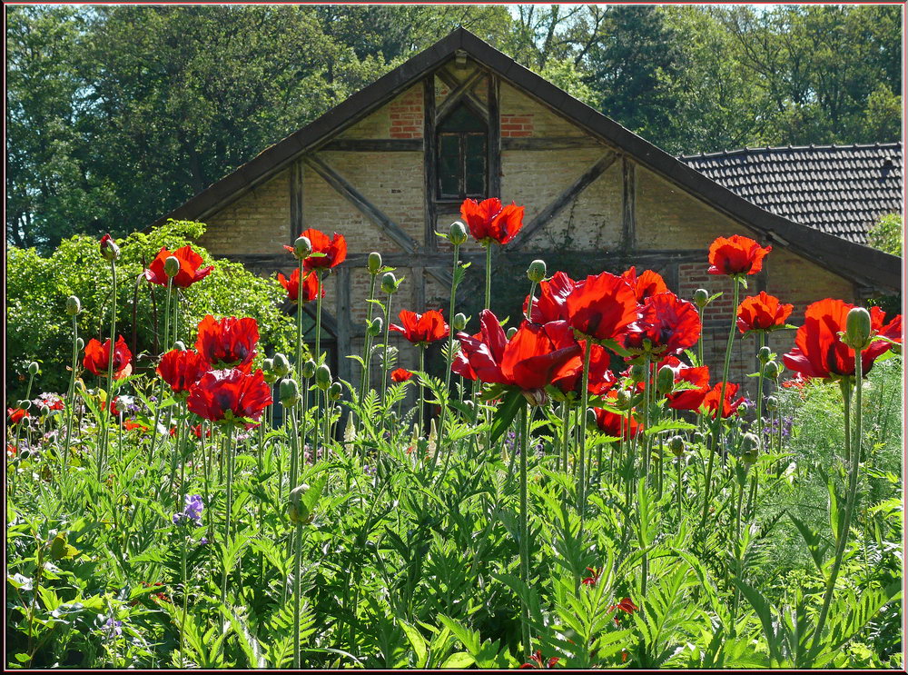 Das Leuchten von  Mohnblüten