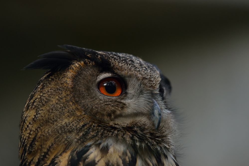 Das leuchtende Auge Portfolio von Conkon800