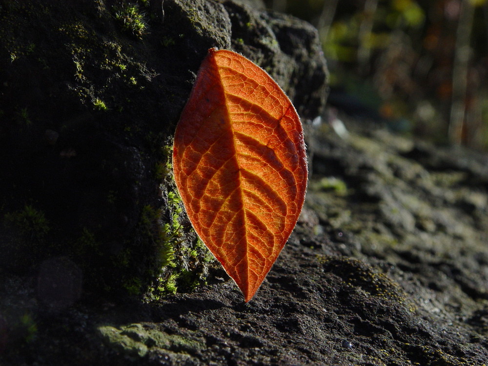 Das leuchtende Blatt