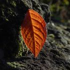 Das leuchtende Blatt