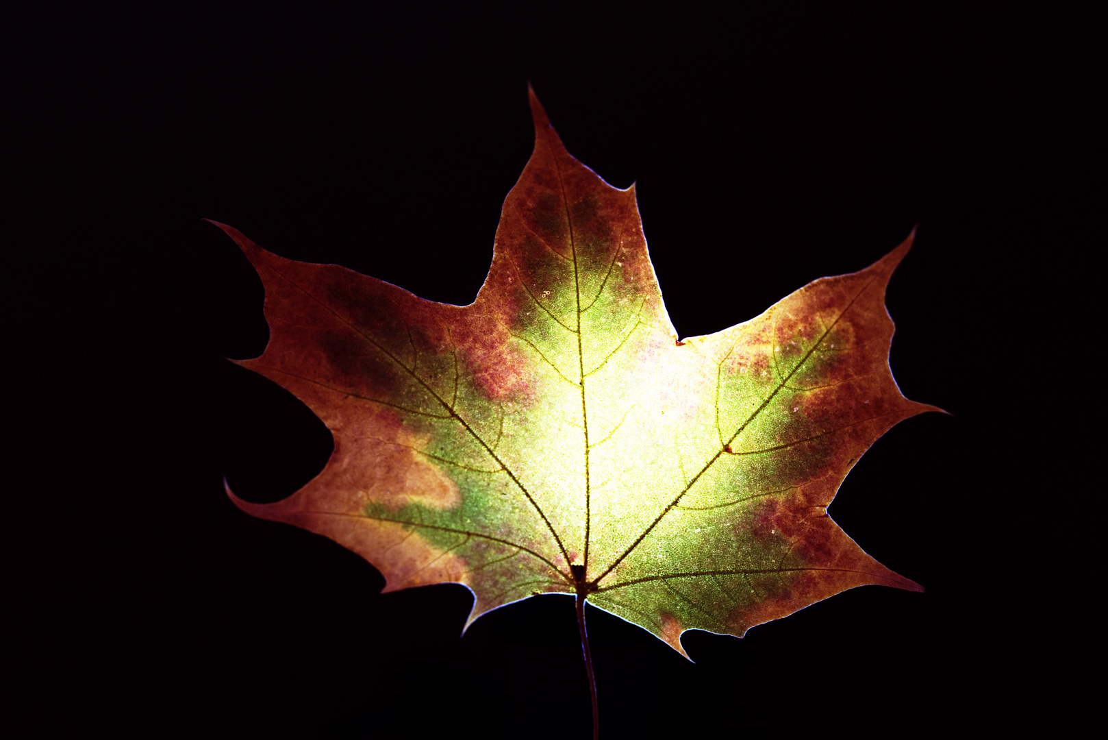 Das leuchtende Blatt