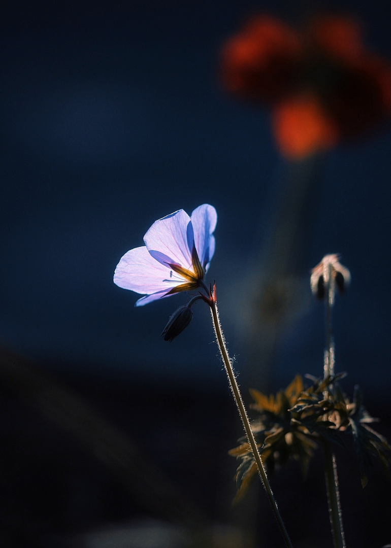 Das leuchtende Blümchen 