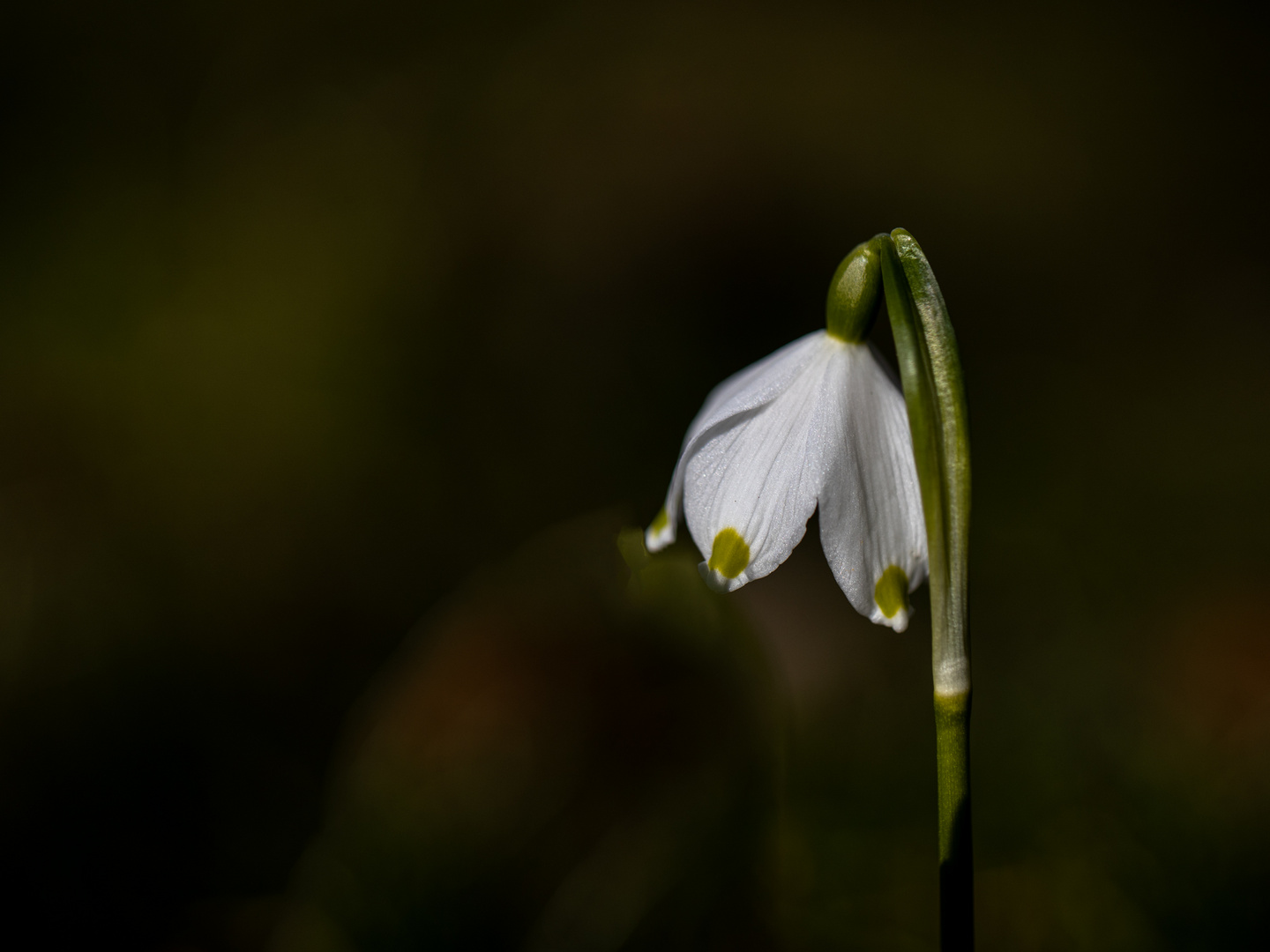 Das leuchtende Glöckchen