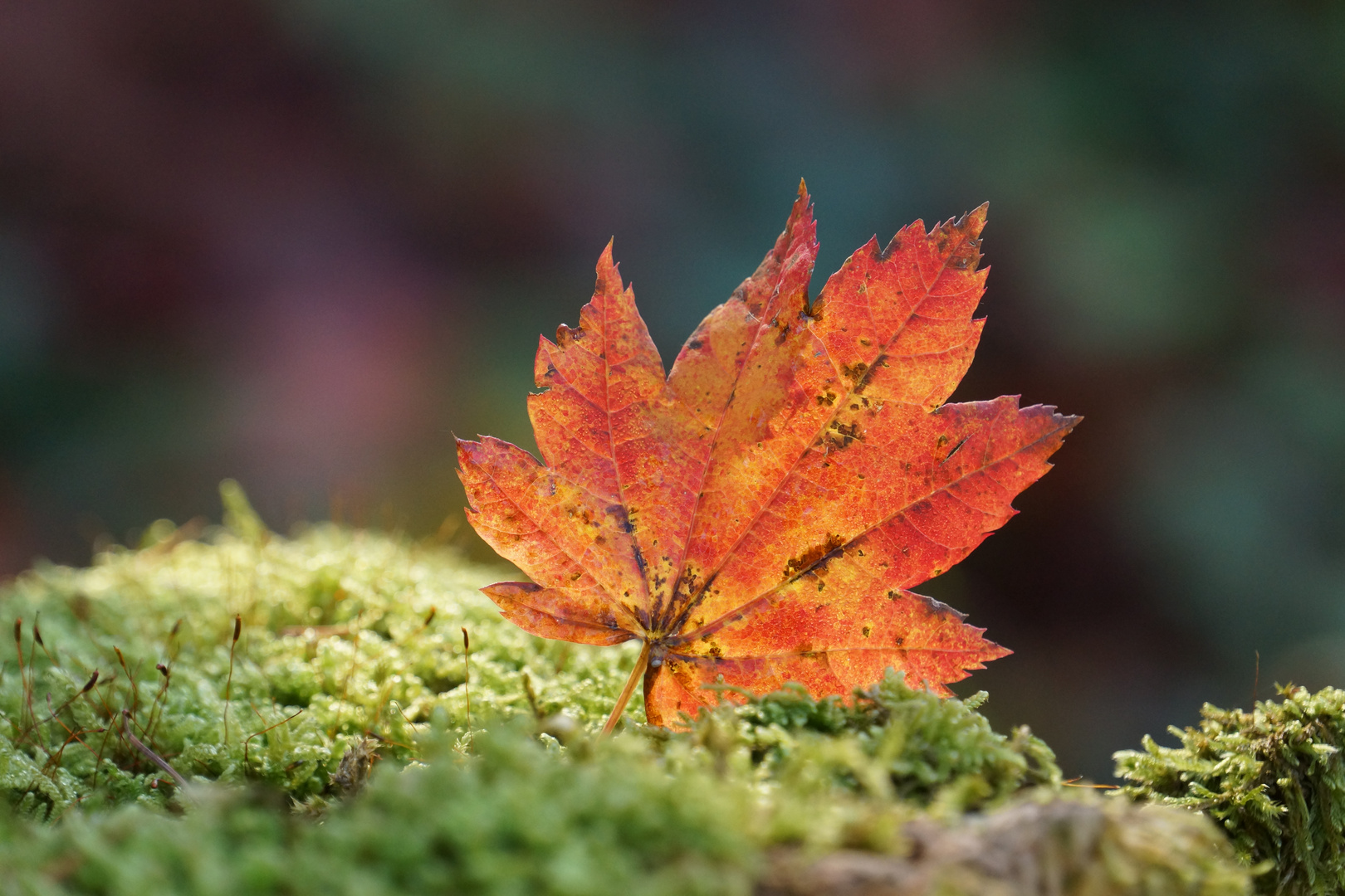 das leuchtende Herbstblatt