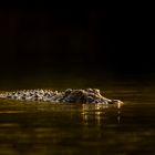 Das leuchtende Krokodil