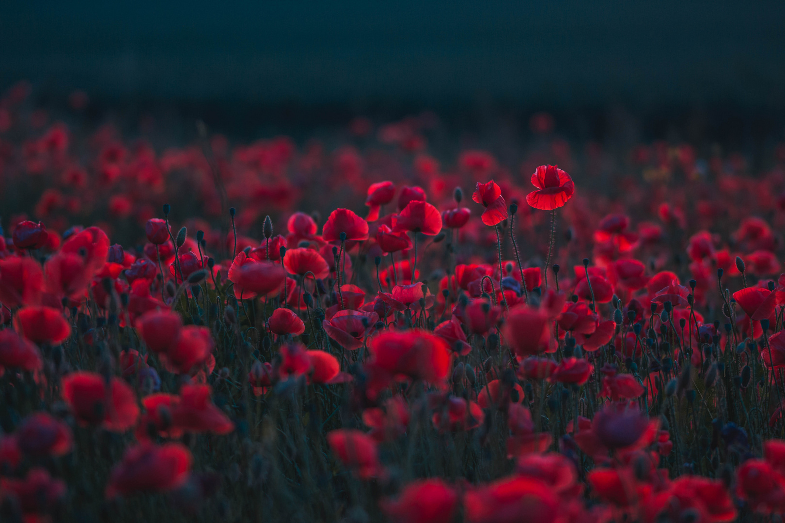 Das leuchtende Mohn