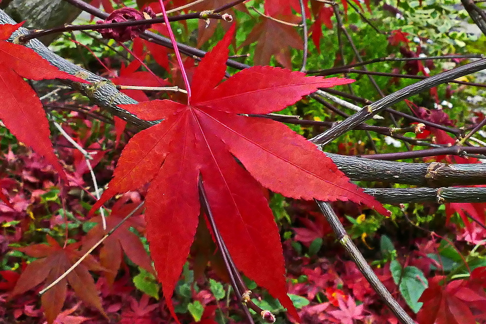 das leuchtende Rot des Herbstes
