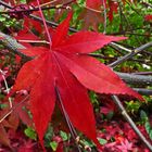 das leuchtende Rot des Herbstes