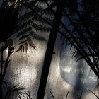das Licht