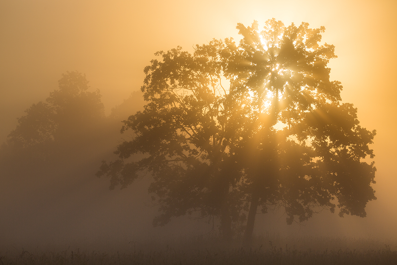 Das Licht