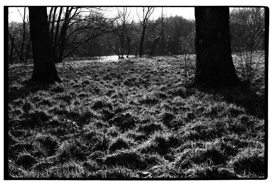 das Licht am Sieglarer Weiher