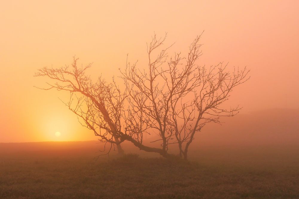 das Licht aus dem Nebel....