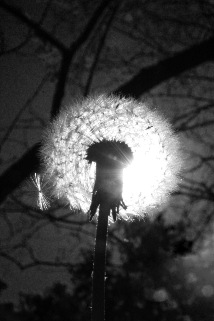 das Licht der Pusteblume