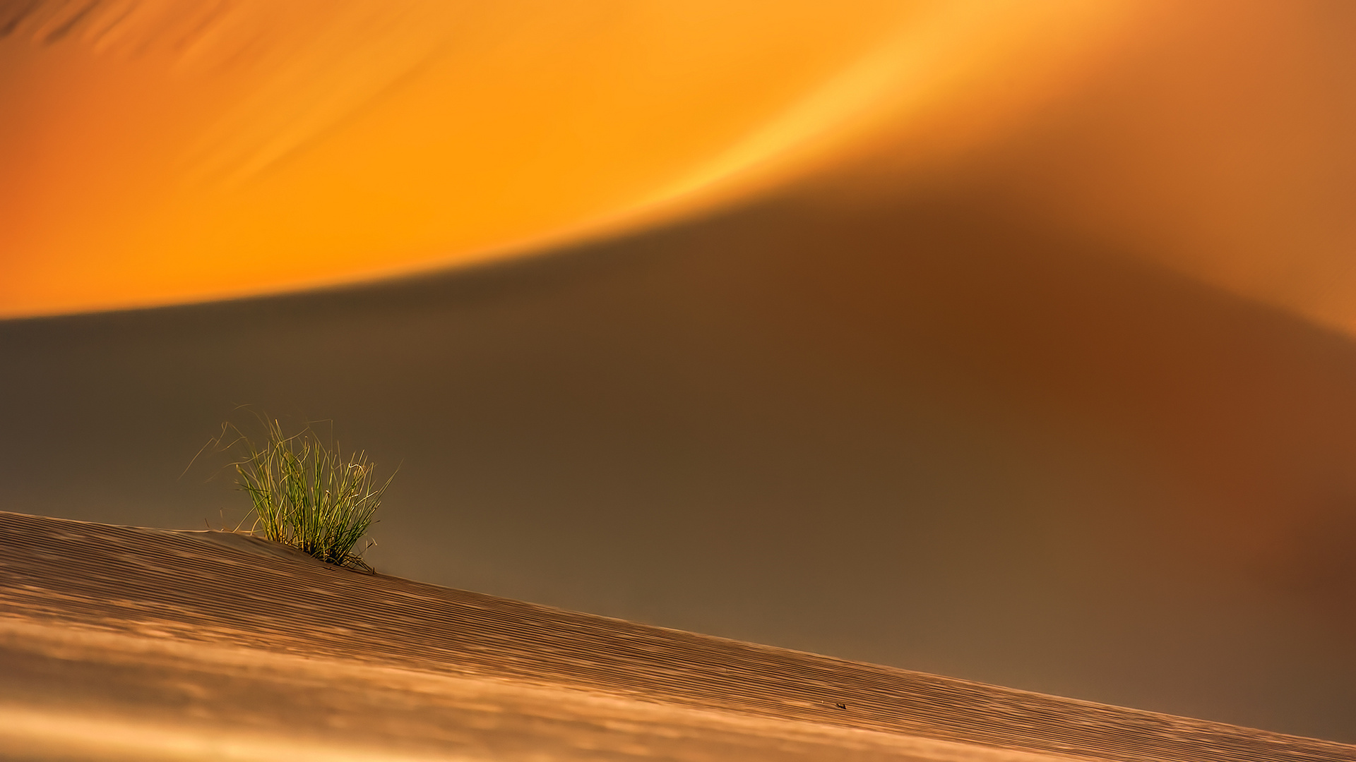 Das Licht der Wüste