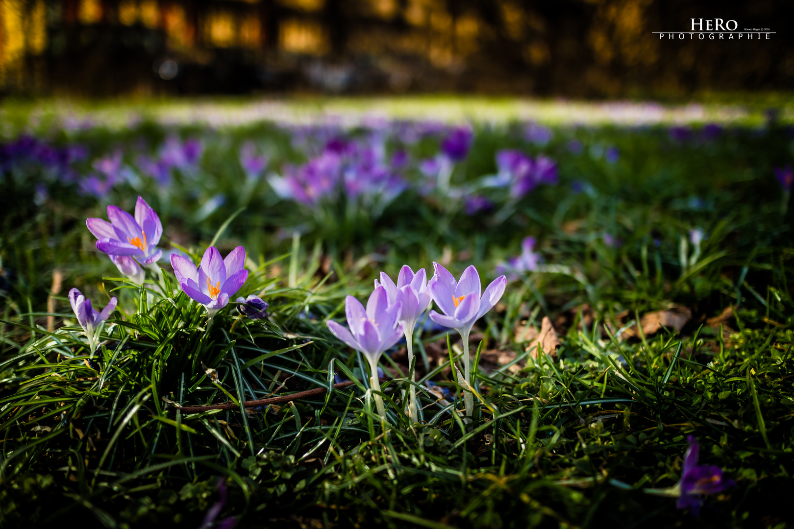 das Licht des Frühlings ... Krokusse