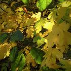 Das Licht des Herbstes