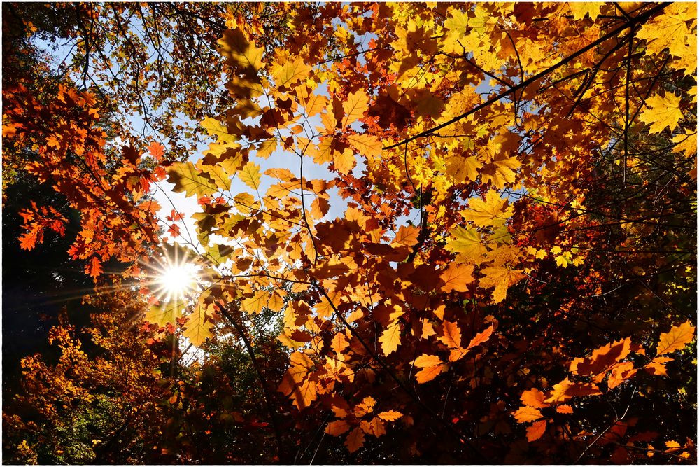 Das Licht des Herbstes...