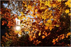 Das Licht des Herbstes...