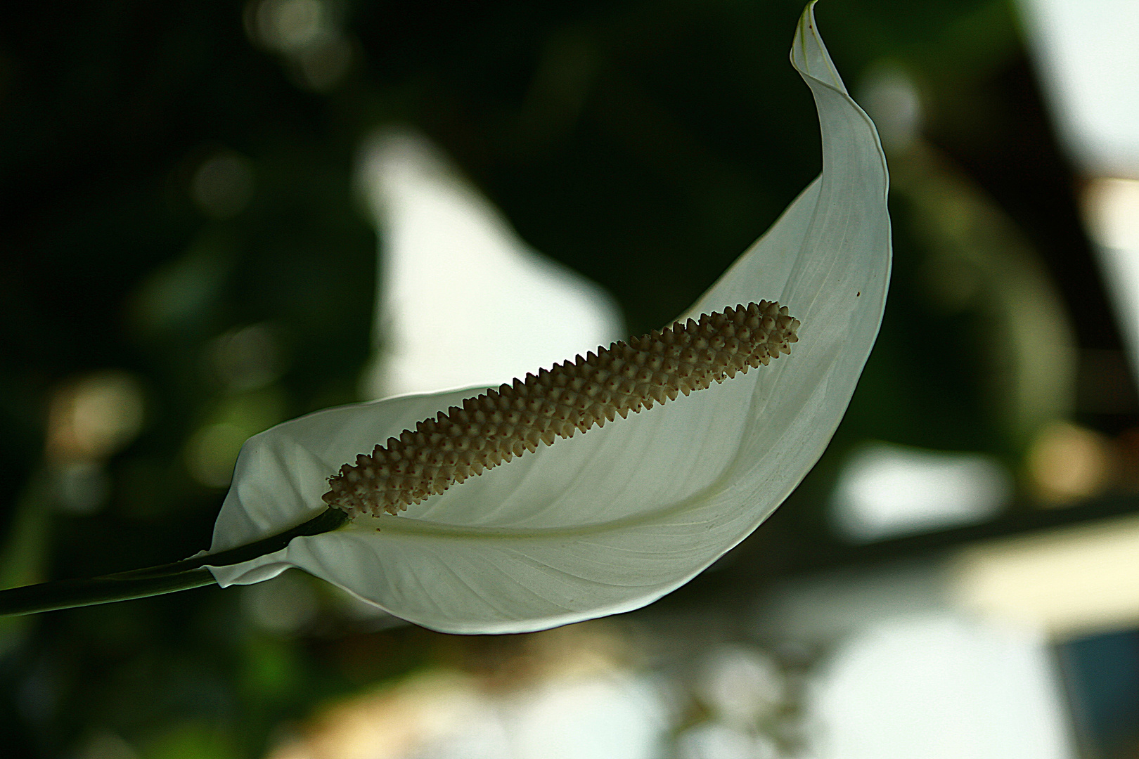 das Licht & die Natur