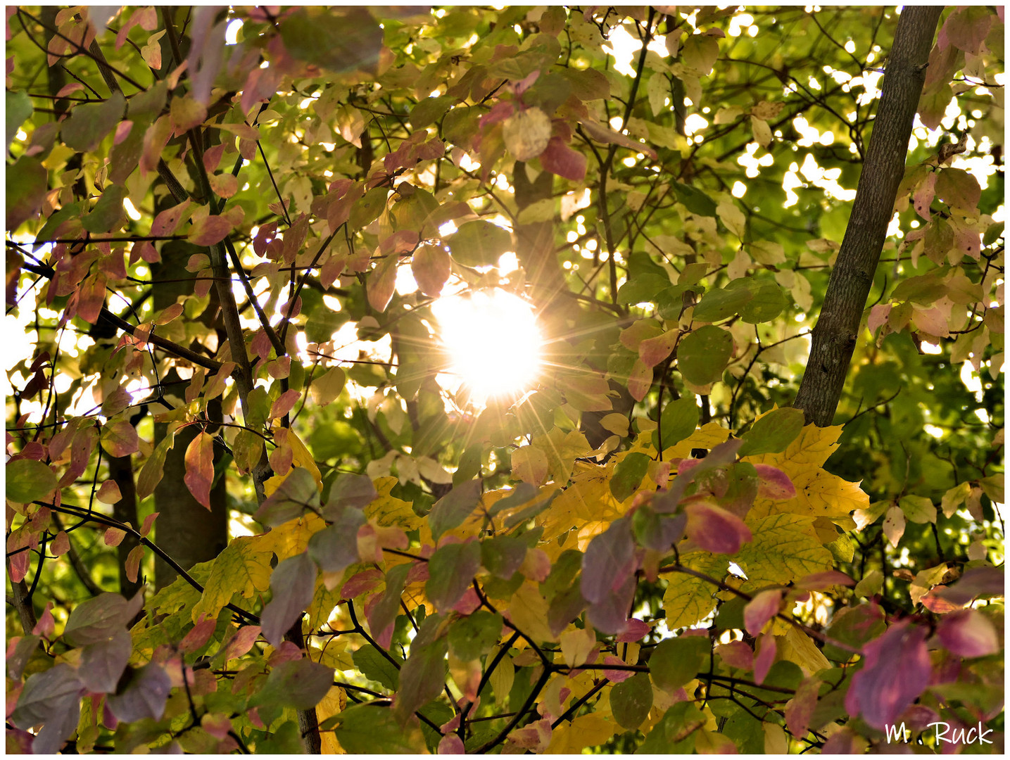 Das Licht dringt durch das Herbstlich bunte Laub 