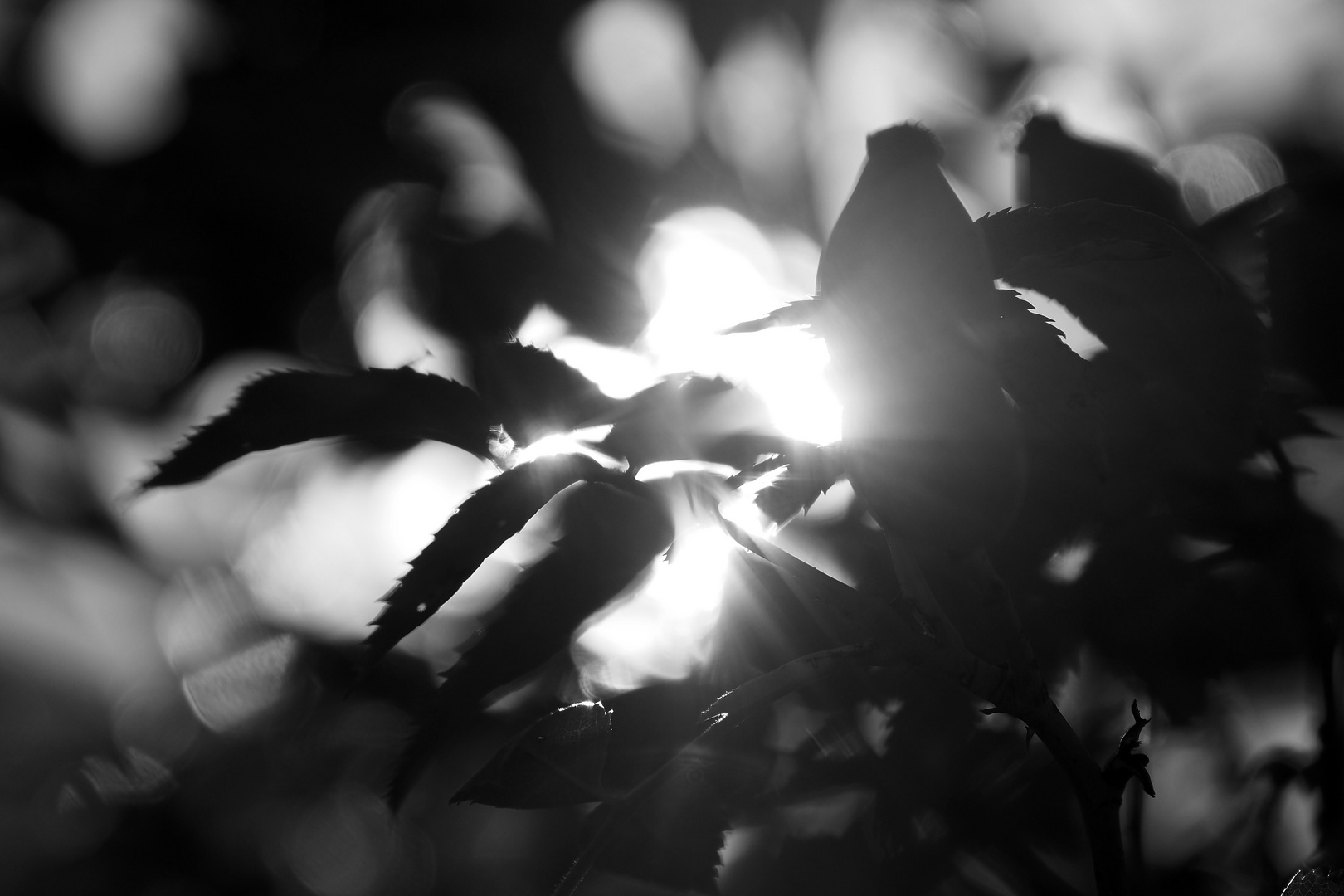 das licht.. Foto & Bild projekte, schwarzweißer freitag, thementage