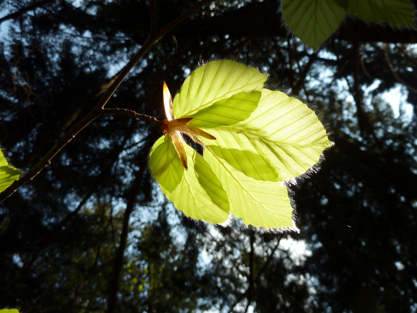 Das Licht im dunklen Wald