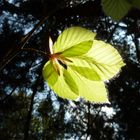 Das Licht im dunklen Wald