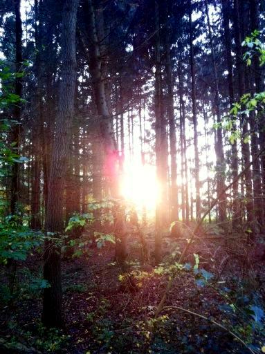 Das Licht im dunklen wald