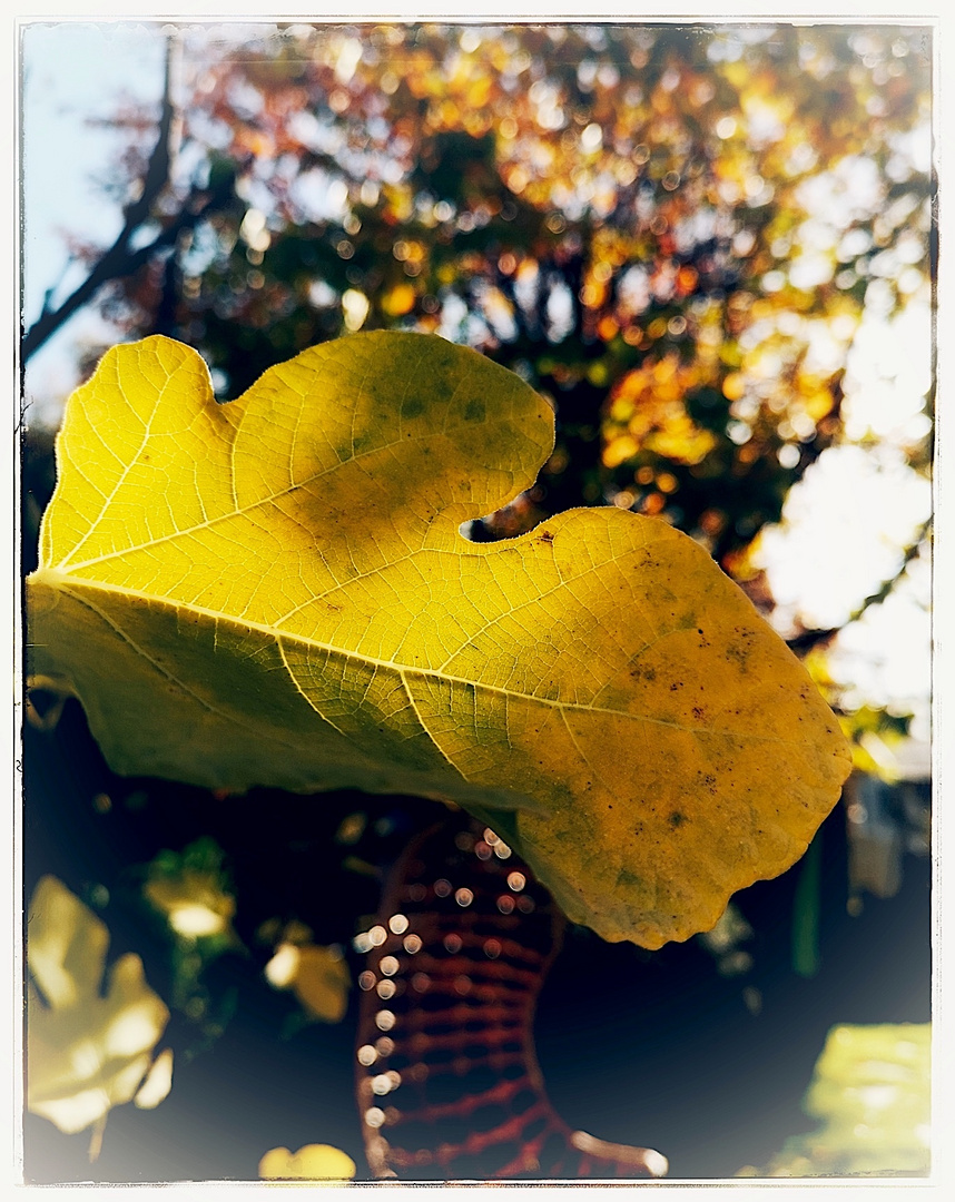 Das Licht im Herbst