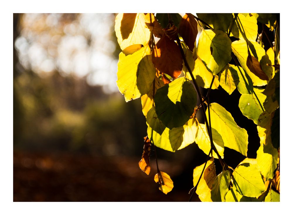 das Licht im Herbst