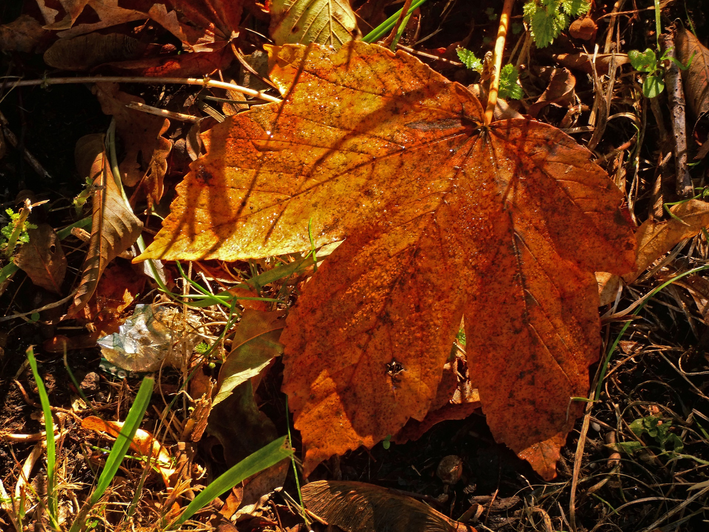 Das Licht im Herbst ...