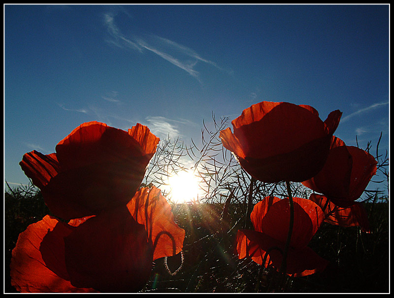 Das Licht im Mohn