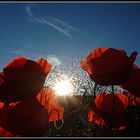 Das Licht im Mohn