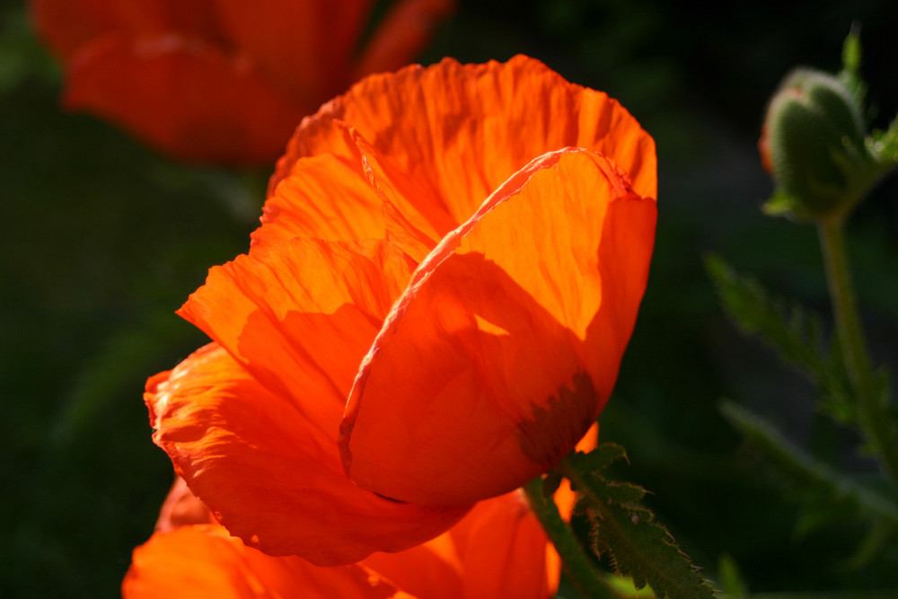 Das Licht im Mohn.....