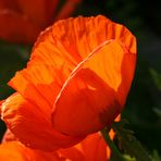 Das Licht im Mohn.....