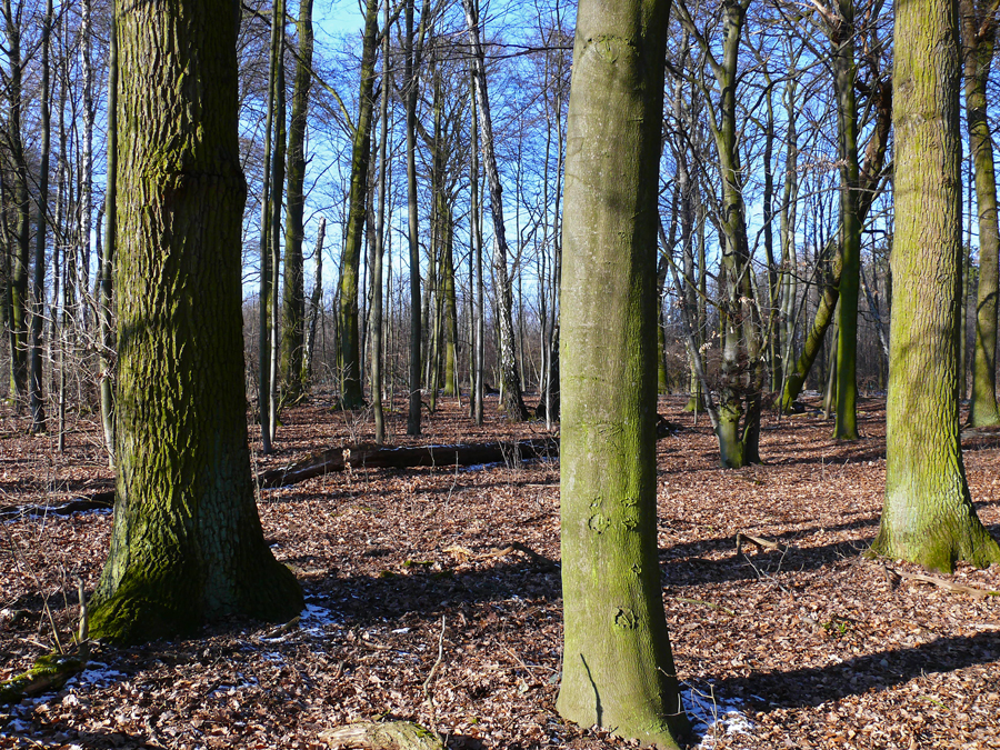 Das Licht im Wald...