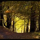 Das Licht im Wald