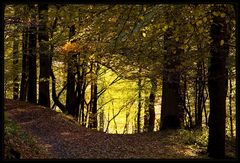 Das Licht im Wald