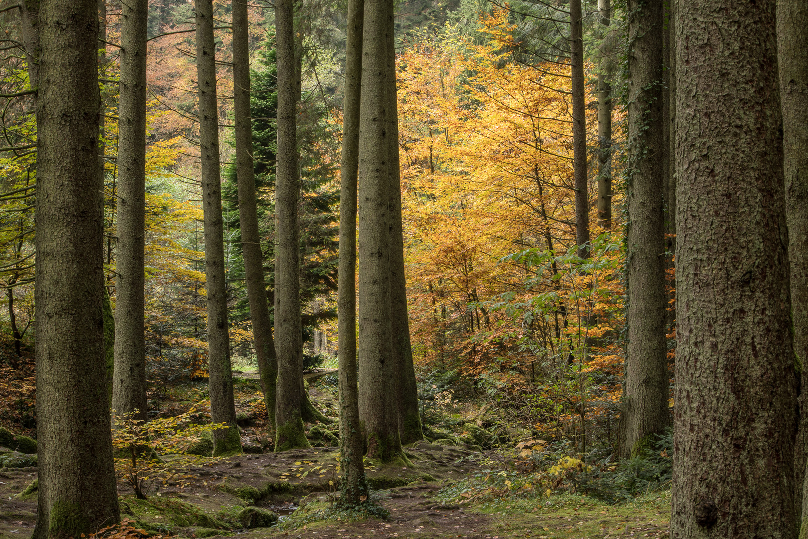 Das Licht im Wald