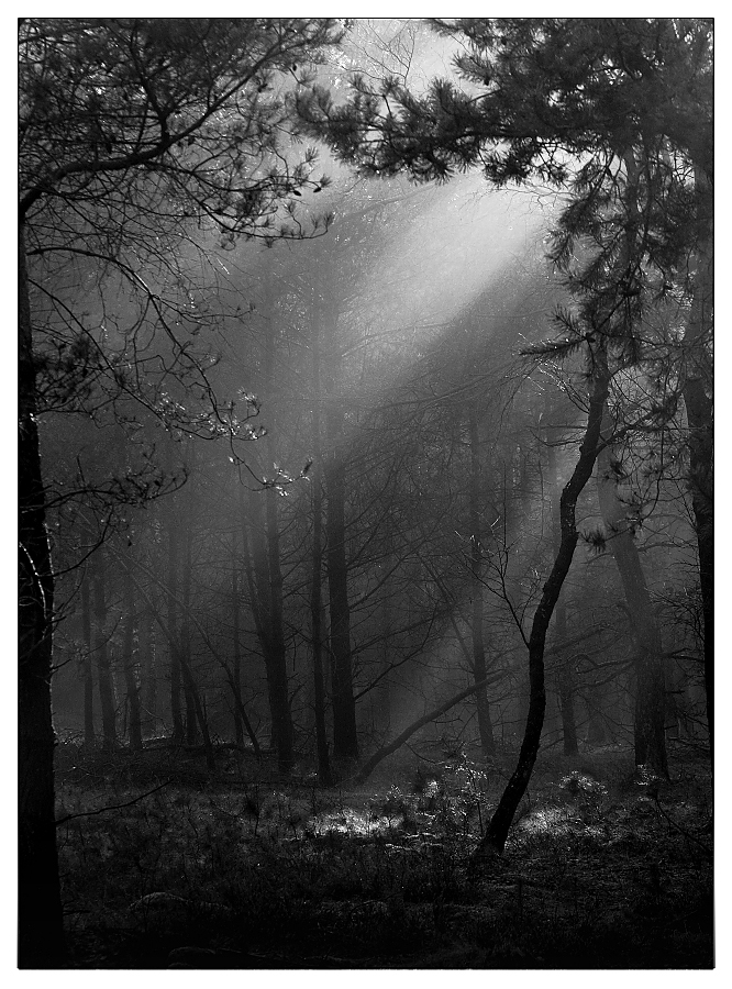 Das Licht im Wald