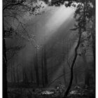 Das Licht im Wald