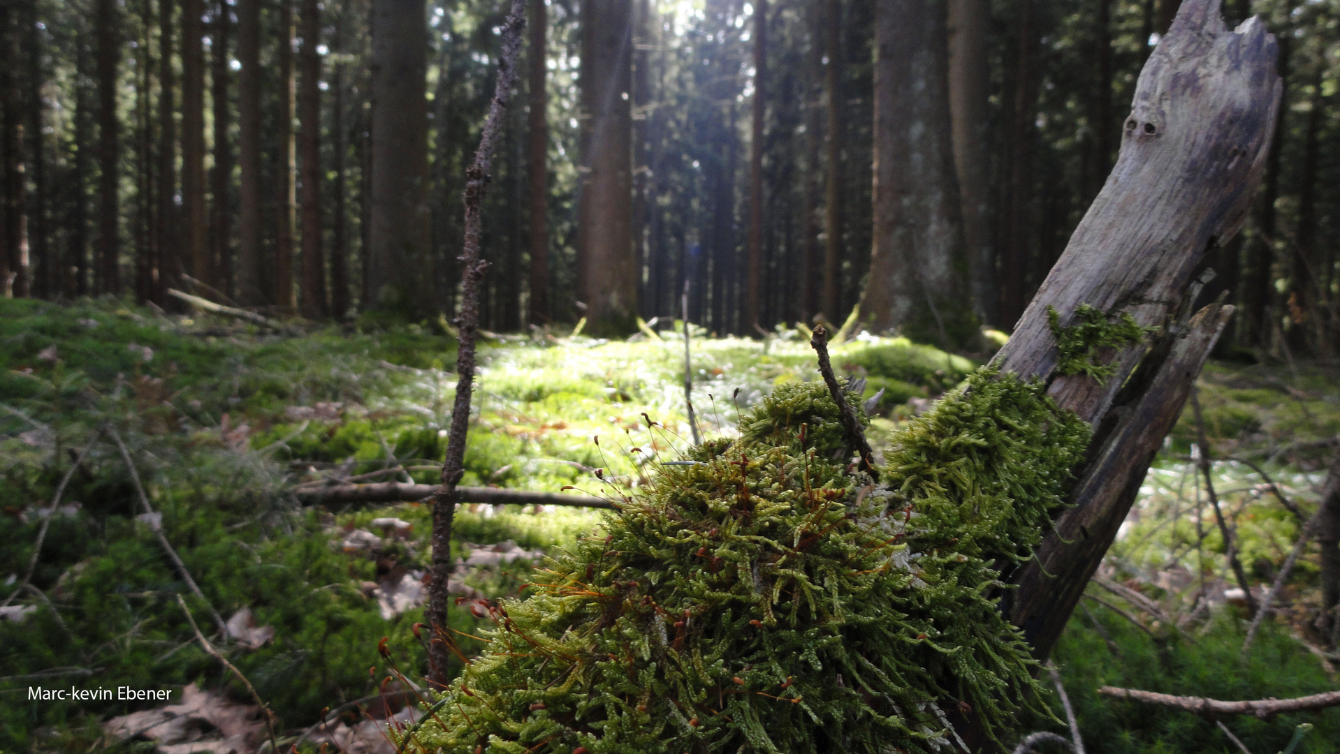 Das Licht im Wald!