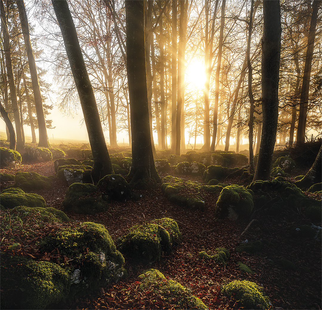 Das Licht im Wald