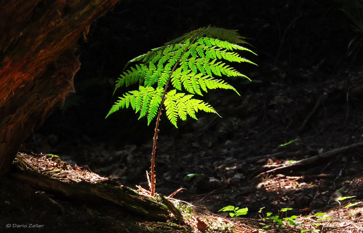 Das Licht im Wald