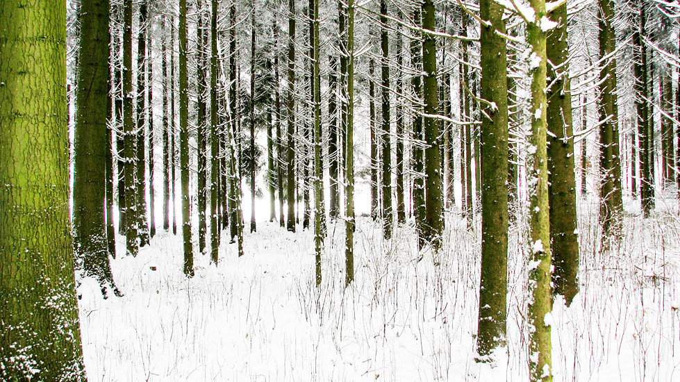 Das Licht in den Wald geholt