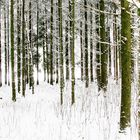 Das Licht in den Wald geholt