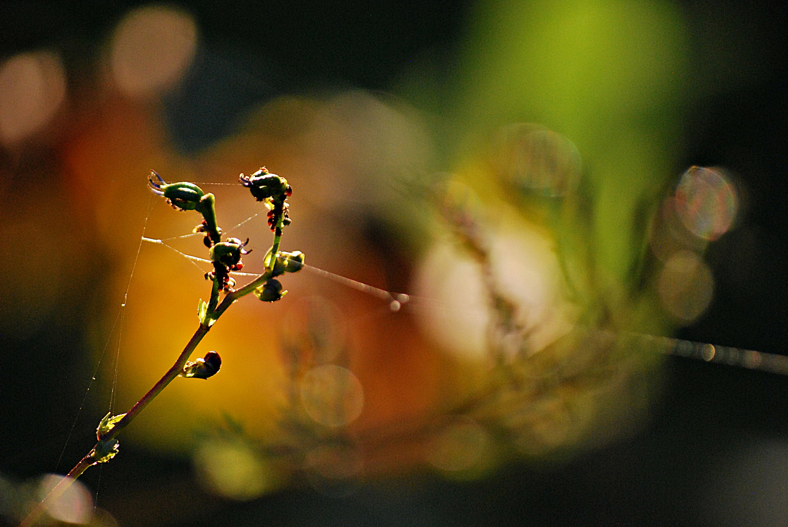 das Licht ist gefallen...