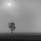 Das Licht über dem Baum