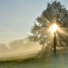 das Licht und der Nebel heute morgen 