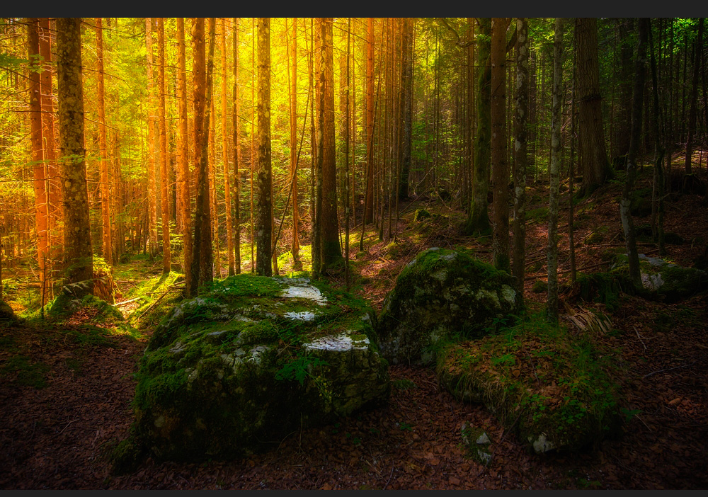 Das Licht und der Wald